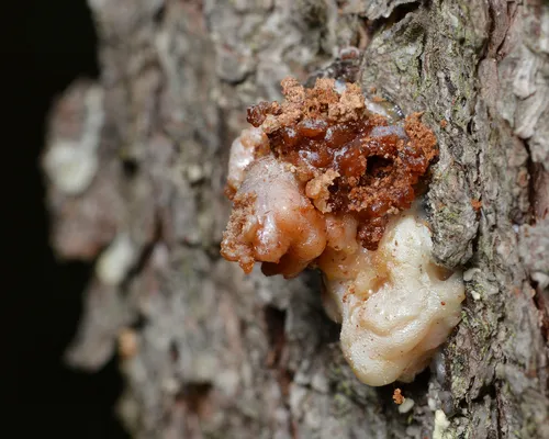 Pitch Mass Borer Moth