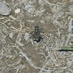 Common Claybank Tiger Beetle thumbnail 2