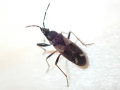 Eremocoris borealis thumbnail 1