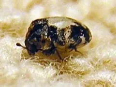 Anthrenus sophonisba thumbnail 4