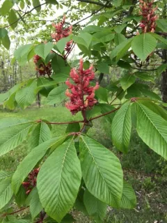 Red Buckeye thumbnail 1