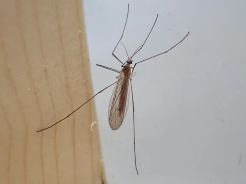 Ula sylvatica