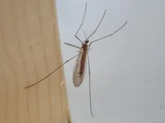 Ula sylvatica thumbnail 1