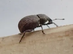 Tropiphorus terricola thumbnail 2