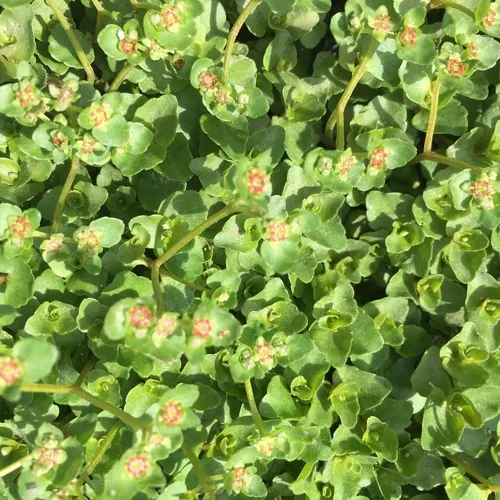American golden saxifrage