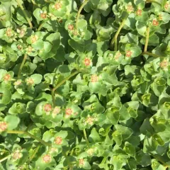 American golden saxifrage thumbnail 1