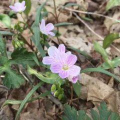 Virginia Springbeauty thumbnail 2