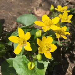 marsh marigold thumbnail 2