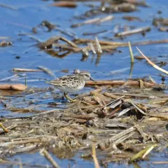 Least Sandpiper thumbnail 4