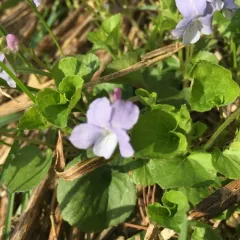 Labrador violet thumbnail 4