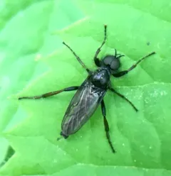 Shaggy St Mark’s Fly thumbnail 4
