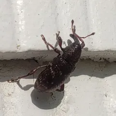 Seedling Debarking Weevil thumbnail 3