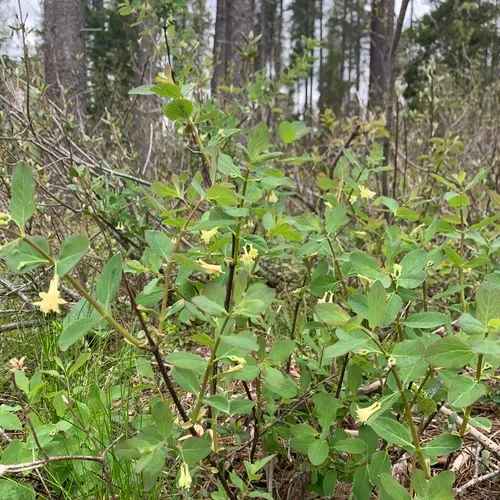 Utah Honeysuckle