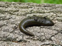 Haemopis terrestris thumbnail 2