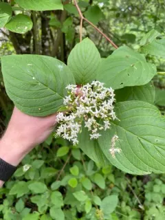 common dogwood thumbnail 1