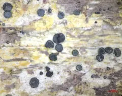 Cresponea chloroconia thumbnail 3