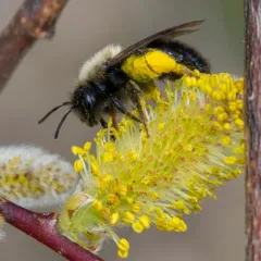 Clark's Mining Bee thumbnail 3