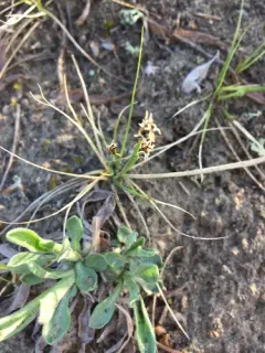 Rock Sedge thumbnail 2
