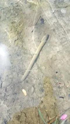 Ohio Lamprey thumbnail 1