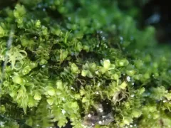 Tumid Notchwort thumbnail 1
