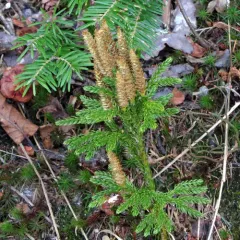 Hickey's tree-clubmoss thumbnail 3