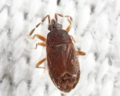Antillocoris minutus thumbnail 3