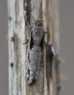 Black Dash Epinotia Moth thumbnail 2