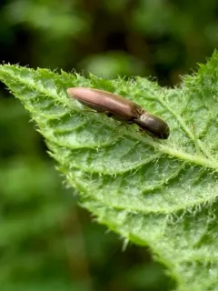 Rusty Click Beetle thumbnail 3