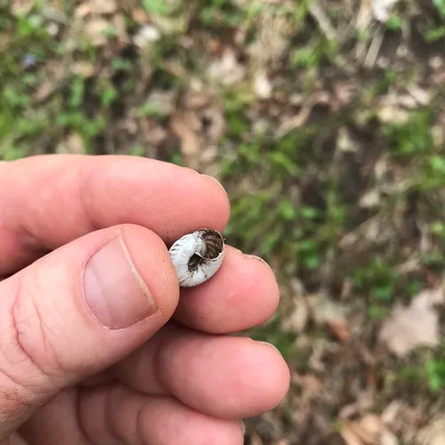 Flamed Tigersnail