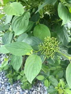 common dogwood thumbnail 2
