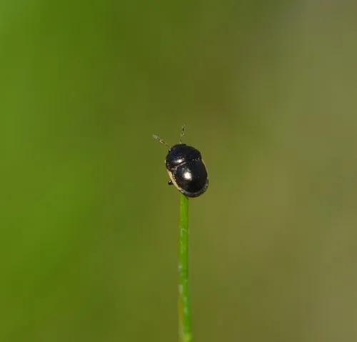 Little Ebony Bug
