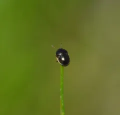 Little Ebony Bug thumbnail 1