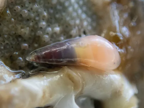 Melanella micans
