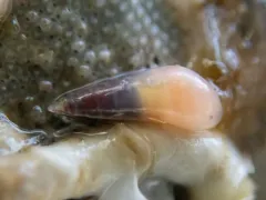 Melanella micans thumbnail 1
