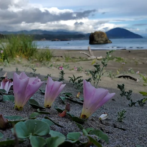 Sea Bindweed