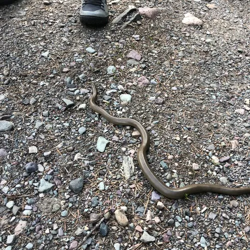 Northern Rubber Boa