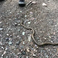 Northern Rubber Boa thumbnail 1
