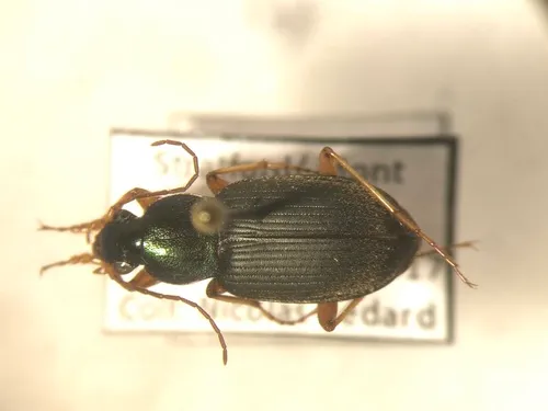 Chlaenius brevilabris