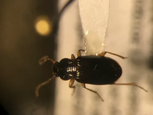 Kirby's Brown Harp Ground Beetle