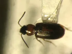 Black-headed Harp Ground Beetle thumbnail 4
