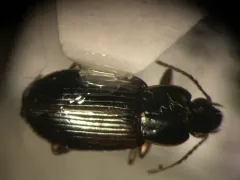 Des Fées Lake Harp Ground Beetle thumbnail 2