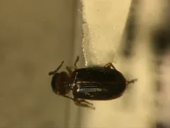 Rectangular Harp Ground Beetle thumbnail 2