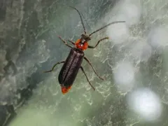 Cantharis oregona thumbnail 1