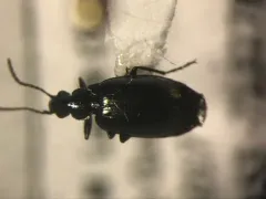 Lebia moesta thumbnail 3