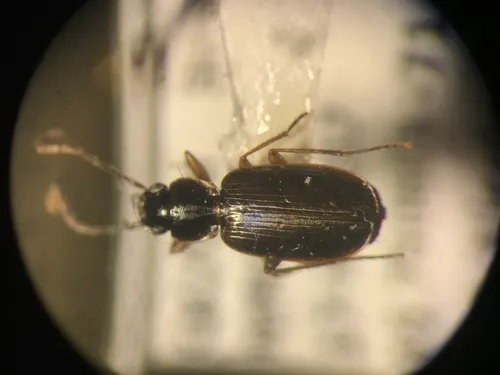 Transverse Harp Ground Beetle