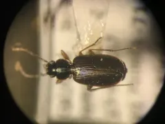 Transverse Harp Ground Beetle thumbnail 1