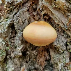 Veiled Polypore thumbnail 3