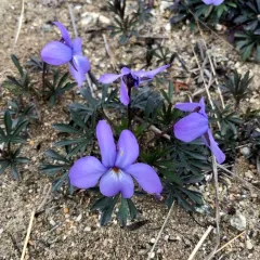 bird's foot violet thumbnail 3