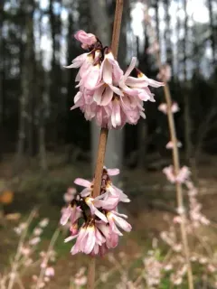 white Forsythia thumbnail 2