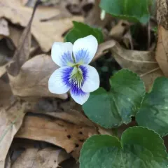 common blue violet thumbnail 3